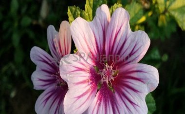 北京家庭式养生馆告诉你女人为什么老的快