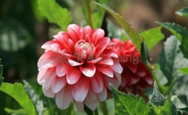 消化不良如何快速缓解?北京男士养生网来告诉你!