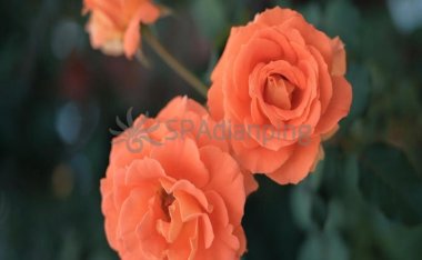 体温低了有什么坏处?让北京家庭式保健按摩带你了解一下