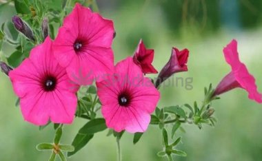 北京养生网推荐的春季按摩养生宝典