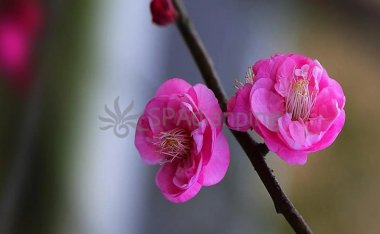 要养颜的女性朋友,北京个人保健按摩网提醒你晚上不要做这些事