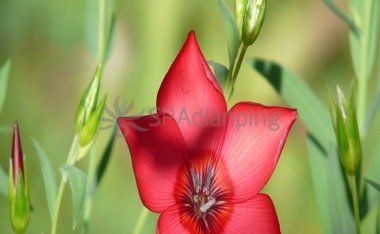 春季养生，用醋来泡脚-北京个人养生保健