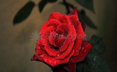 值得推荐的北京男士按摩会所会让你全面放松