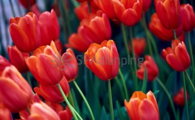 春季养生要注意养胃的这几个禁忌-北京大兴亦庄养生按摩