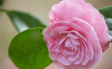 北京丰台区六里桥保健按摩提醒大家感冒要分清风热还是风寒