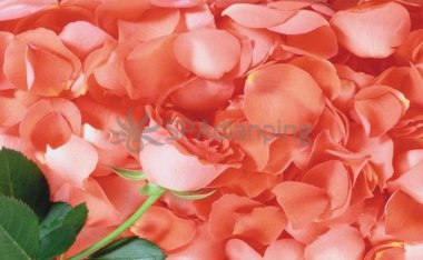 北京足疗按摩SPA馆建议大家睡前泡脚身体好