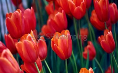 北京朝阳养生按摩提醒,男人精神不济别觉得只是累了