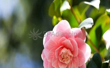 北京家庭式养生SPA提醒大家养生勿使用单一的方式