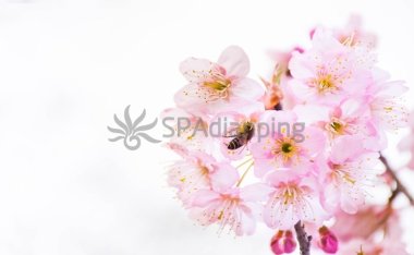 北京品茶个人工作室内的服务内容解析及相关规则揭秘