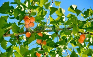 北京保健养生网告诉大家吃银杏有什么好处