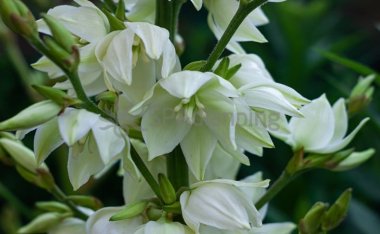 巴厘岛的SPA经历是怎样的一种体验