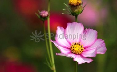 揭秘大保健养生:北京是否存在大保健这样的调理项目