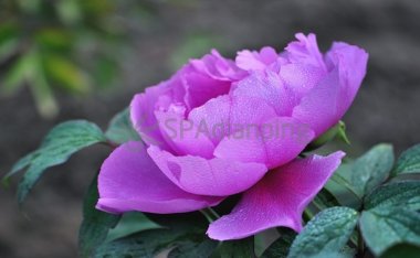 北京东城养生会所的项目有哪些特点