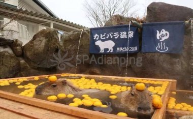 寻找上门spa,方便、快捷地享受现代养生spa