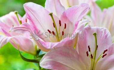 寻找个人定制的spa服务,满足个性化需求