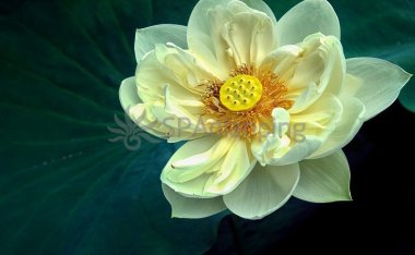 北京养生会所的全方位护理体验:呵护身心,畅享健康