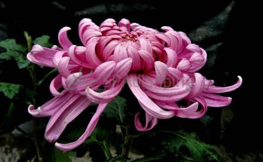 北京spa会所点评网上的北京家庭式会所是真的么