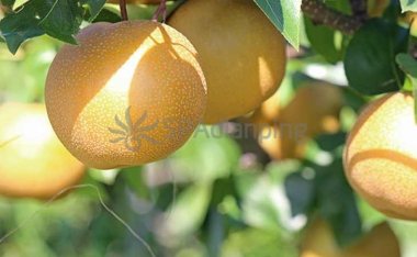 北京男士养生网推荐的几种利于止咳的水果